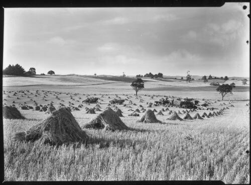 A Harvest Field, Sassafras [picture] / Spurling