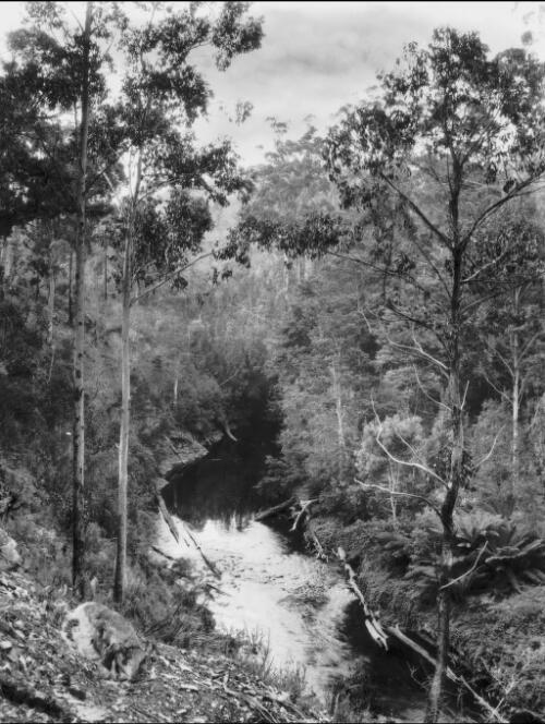 Emu River Fern Glade, Burnie [picture] / Spurling