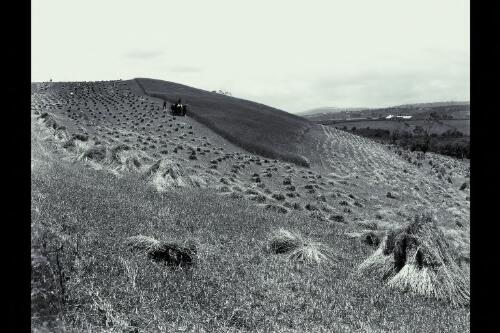 A hillside crop, Queechy [picture] / Spurling