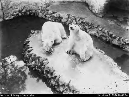 Hobart Zoo - Polar Bears [picture] / Spurling