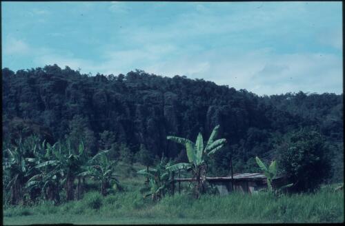 Banana plantation Port Moresby, Papua New Guinea, 1953 [picture] / Terence and Margaret Spencer