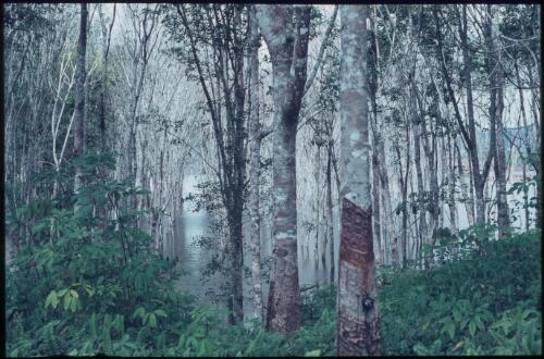 Rubber-tapped trees (Koitaki plantation) University of Papua New Guinea, Port Moresby, 1970 [picture] / Terence and Margaret Spencer