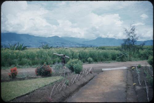 Looking from Minj Station across the Wahgi Valley to Wahgi Divide Minj Station, Wahgi Valley, Papua New Guinea, 1954 [picture] / Terence and Margaret Spencer