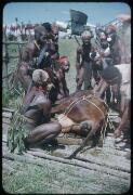 A cow ready to be transported from the Station by plane Minj Station, Wahgi Valley, Papua New Guinea, 1954 [picture] / Terence and Margaret Spencer