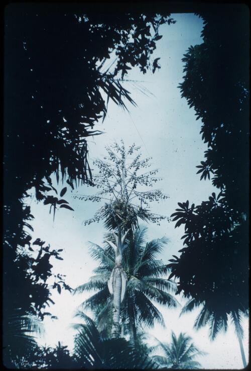 Sago-making - sago palm ripe for felling Environs of Mapamoiwa, D'Entrecasteaux Islands, Papua New Guinea, 1956 [picture] / Terence and Margaret Spencer