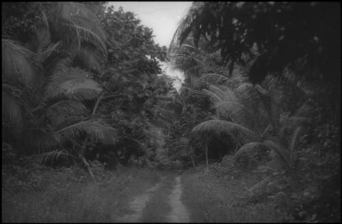 The wartime coronas road Nissan Island, Papua New Guinea, 1960 [picture] / Terence and Margaret Spencer