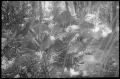 Taro plants Carteret Islands, Papua New Guinea, 1960 [picture] / Terence and Margaret Spencer