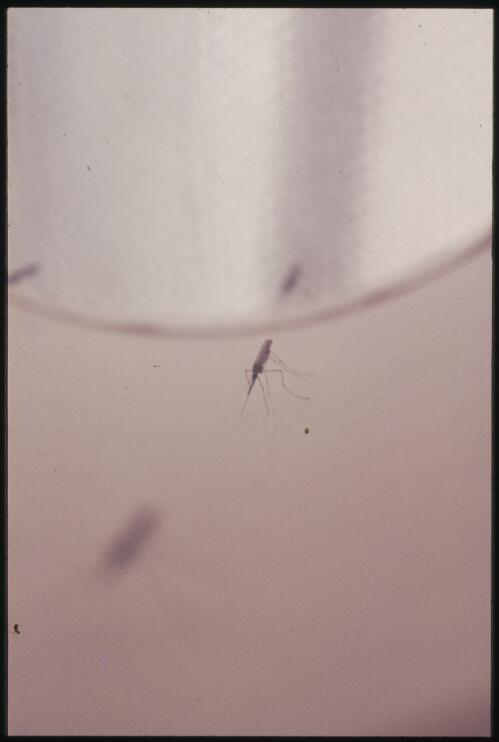 Adult anopheline mosquito Bougainville Island, Papua New Guinea, April 1971 [picture] / Terence and Margaret Spencer