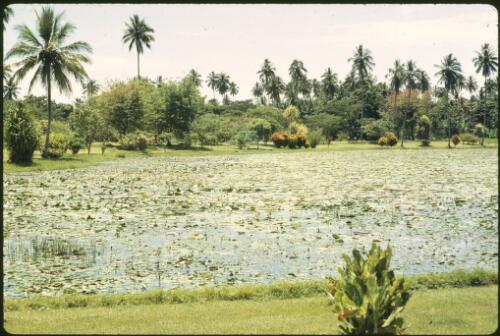 Waterlilies Madang, Papua New Guinea, 1974 [picture] / Terence and Margaret Spencer