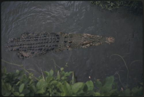 Large crocodile in water Papua New Guinea [picture] / Terence and Margaret Spencer