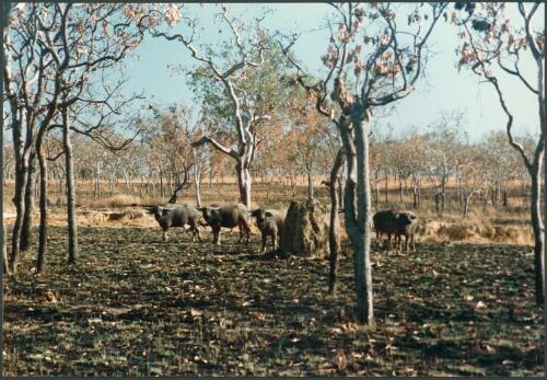 Water buffalo in Arnhem Land, Northern Territory, 1977 [picture] / Wolfgang Sievers