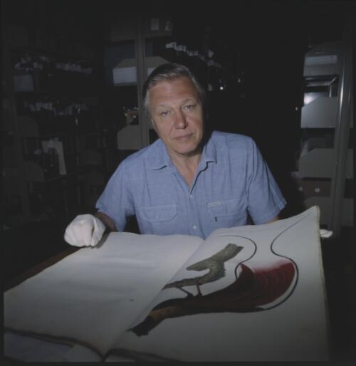 Collection of portraits of Sir David Attenborough at the National Library of Australia, 7 October, 1991 [picture] / Bob Miller