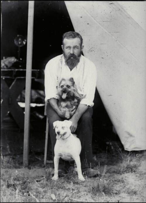 Surveyors' camp member seated at tent entrance restraining two terrier dogs [picture] / Robert Morse Withycombe