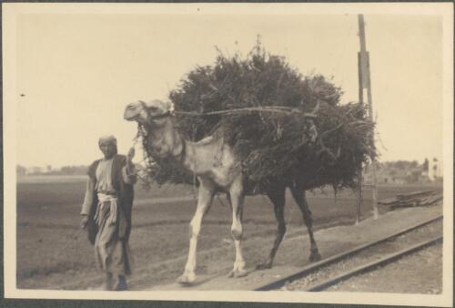 "Horse scarer", [an Egyptian man leads on a leash a camel loaded down with foliage covering its entire back], snap obtained by jumping from train at a short halt, [during journey from Suez to Cairo, April 4, 1915] [picture] / J.P. Campbell