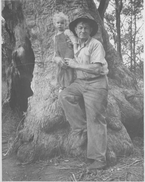 'Old Bill' Muller, who helped build Binna Burra Lodge [Queensland] with Linda Groom, ca. 1953 [picture] / Arthur Groom
