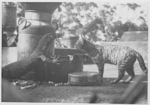 Confrontation at Binna Burra Lodge between a goanna and a lodge cat, with milk can in background, [Queensland], 1940's or 50's [picture] / Arthur Groom