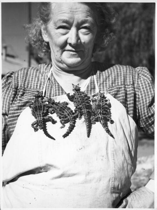 A resident of Alice Springs displays four pet moloch horridus lizards, [Northern Territory] [picture] / Arthur Groom