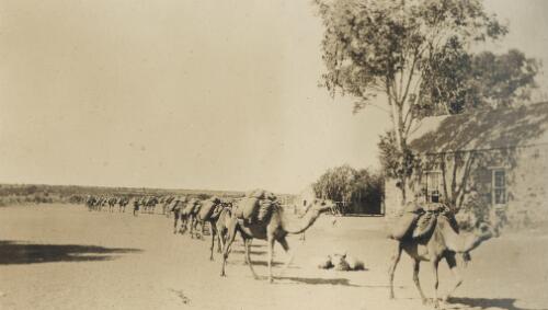 Camel team, Hermansburg [i.e. Hermannsburg], [ca. 1920] [picture] / [John Newlands]