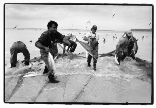 [Taking the fish from the net by hand] [picture] / Roger Garwood