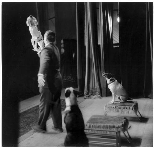 Working with dogs, Sorlie's Travelling Vaudeville Show, ca. 1960 [picture] / Jeff Carter
