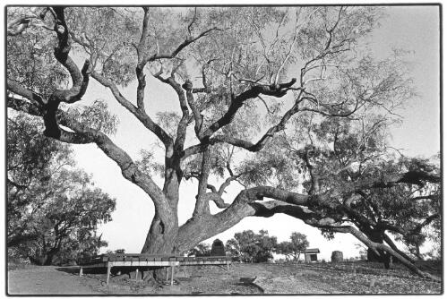 The Depot or Dig tree, Cooper Creek, Queensland, November, 2001 [picture] / Jon Rhodes