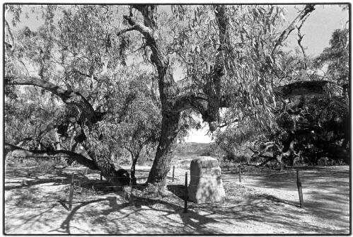 Burke's tree, Innamincka waterhole, South Australia, November, 2001 [picture] / Jon Rhodes