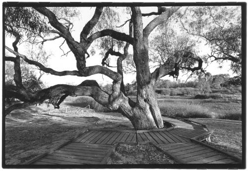 The Dig tree, north side, Cooper Creek, Qld [picture] / Jon Rhodes