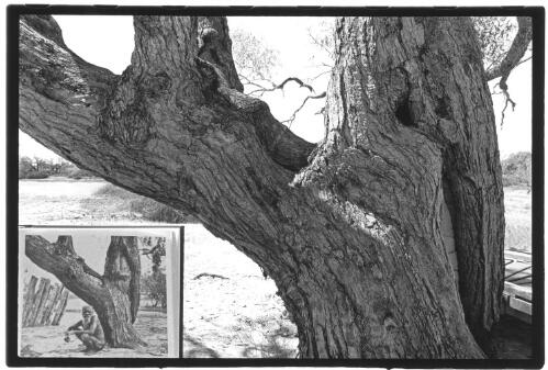 The Dig tree and photograph of the same tree taken in 1911, north side, Cooper Creek, Qld. [picture] / Jon Rhodes