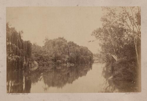 The willows on the Yarra, Studley Park, Melbourne [Victoria] [picture] / [Charles Nettleton]