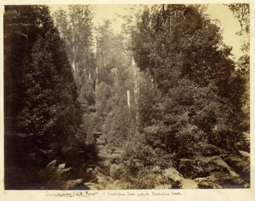 Dandenong State Forest, sassafras trees across Sassafras Creek [picture]