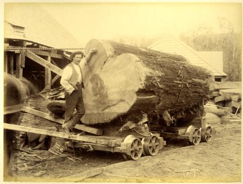 Geeveston Saw Mills and wagon load [Tasmania] [picture] / J. W. Beattie