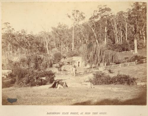 Dandenong State Forest, at Fern Tree Gully [Victoria] [picture] / N. J. Caire