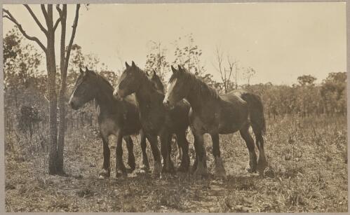 Inquisitive farm horses [picture] / J.P. Campbell