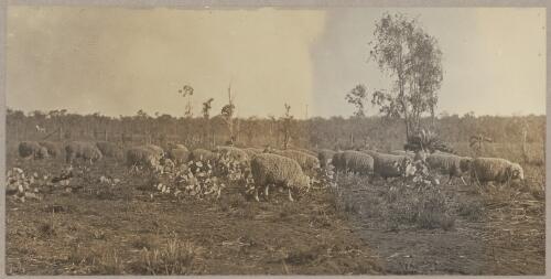 Prime sheep on the flats [picture] / J.P. Campbell