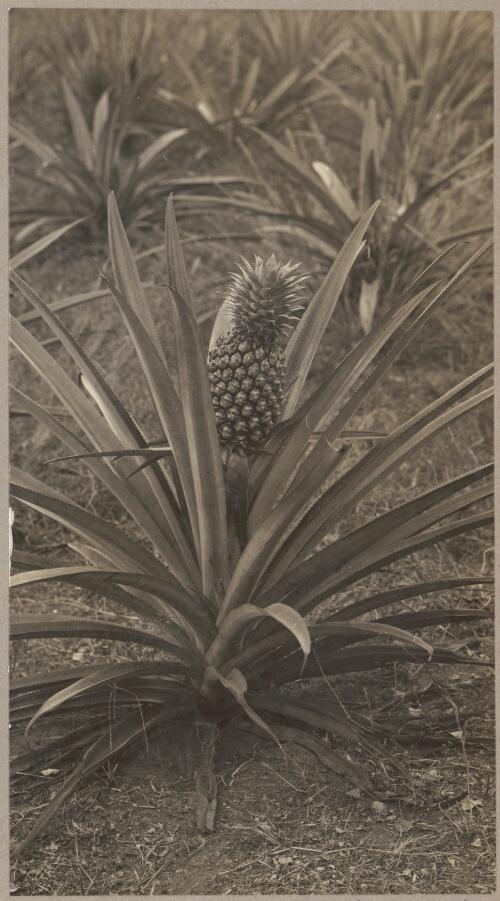 Pineapples grow well, hence the name Pine Creek [picture] / J.P. Campbell