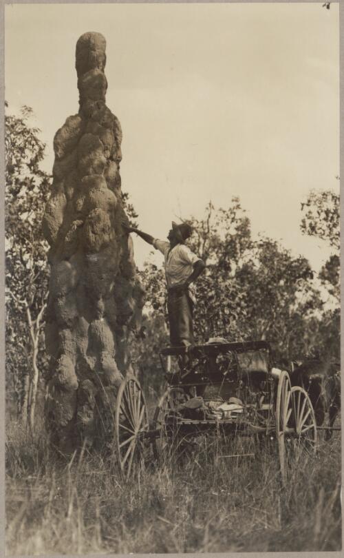 [Twenty foot termite mound, Daly River track] [picture] / J.P. Campbell