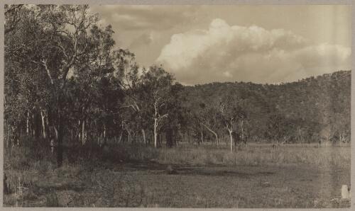 The track skirts the hills on the Daly and opens out on to numerous beautiful extensive flats with herds of fat cattle grazing thereon, 1 [picture] / J.P. Campbell