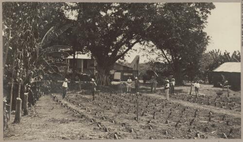 Scenes on Thomas & Roberts' Plantation on the Daly River 2 miles above landing, tobacco [picture] / J.P. Campbell