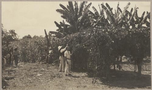 Scenes on Thomas & Roberts' Plantation on the Daly River 2 miles above landing, grenadilla vines [picture] / J.P. Campbell