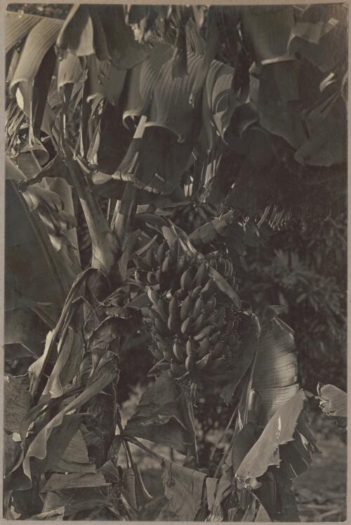 Bananas, paw-paw and English vegetables at maturity together, 1 [picture] / J.P. Campbell