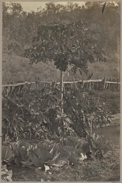 Bananas, paw-paw and English vegetables at maturity together, 2 [picture] / J.P. Campbell