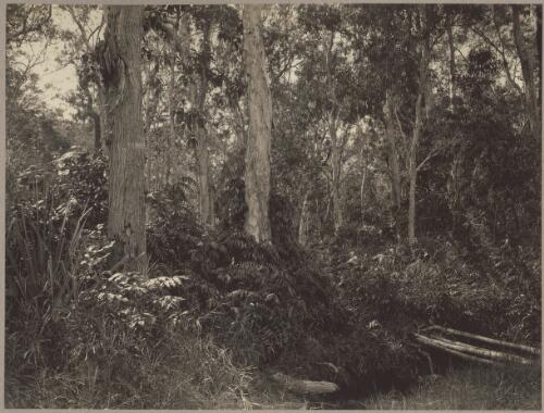 Typical swamp jungle, Melville Island [picture] / J.P. Campbell