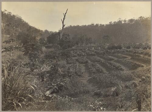 Market garden in the middle of the dry season when all English vegetables grow well and rapidly under irrigation, Pine Creek, Northern Territory, 1912 [picture] / J.P. Campbell