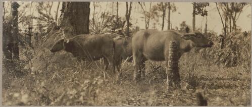 Young buffalo. When tamed the animals make docile beasts of burden [picture] / J.P. Campbell