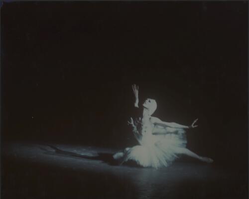 Portrait of Natalia Makarova in Dying Swan, Ballet Victoria, 1975, [2] [picture] / [Walter Stringer]