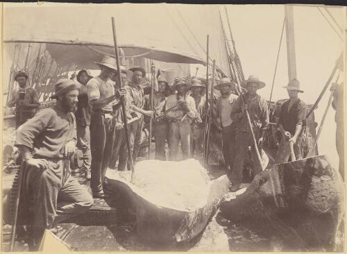 The crew of the "Costa Rica Packet" cutting-in a sperm whale, [ca. 1890] [picture]