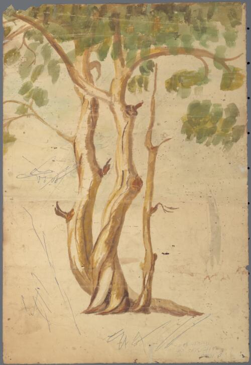 Tree study [picture] / E. Mabo