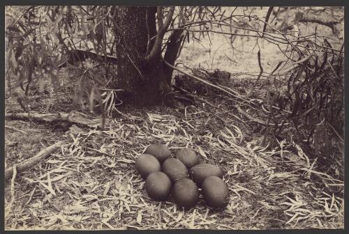 Emu's nest [picture] / Archibald James Campbell