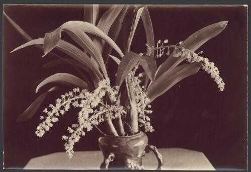 Lily of the valley orchid (Eria Fitzalani) [picture] / Archibald James Campbell