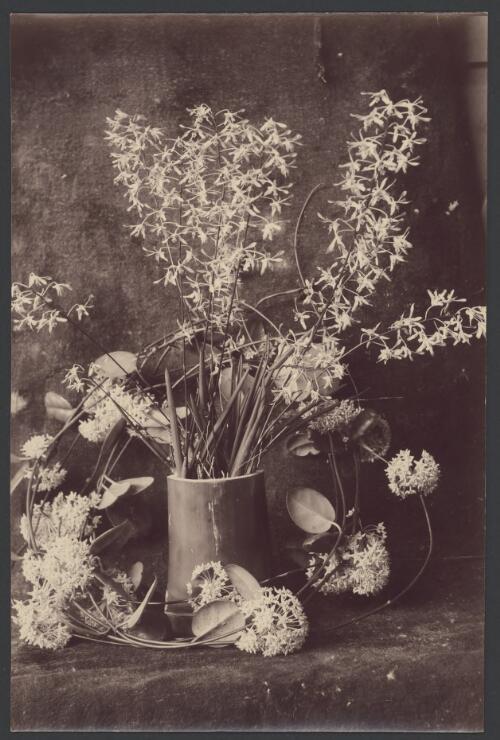 Native hoya (Hoya australis) and Tea-tree orchid (Dendrobium canaliculatum) [picture] / Archibald James Campbell